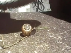 Walkover snail Crush